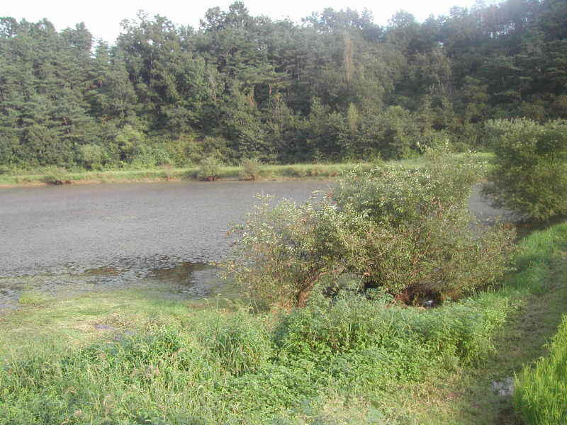 dm021.jpg