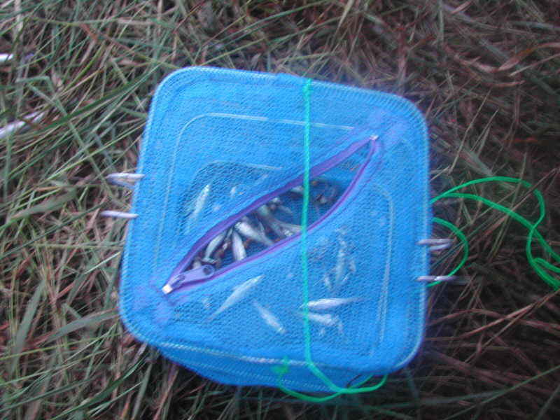 dm042.jpg