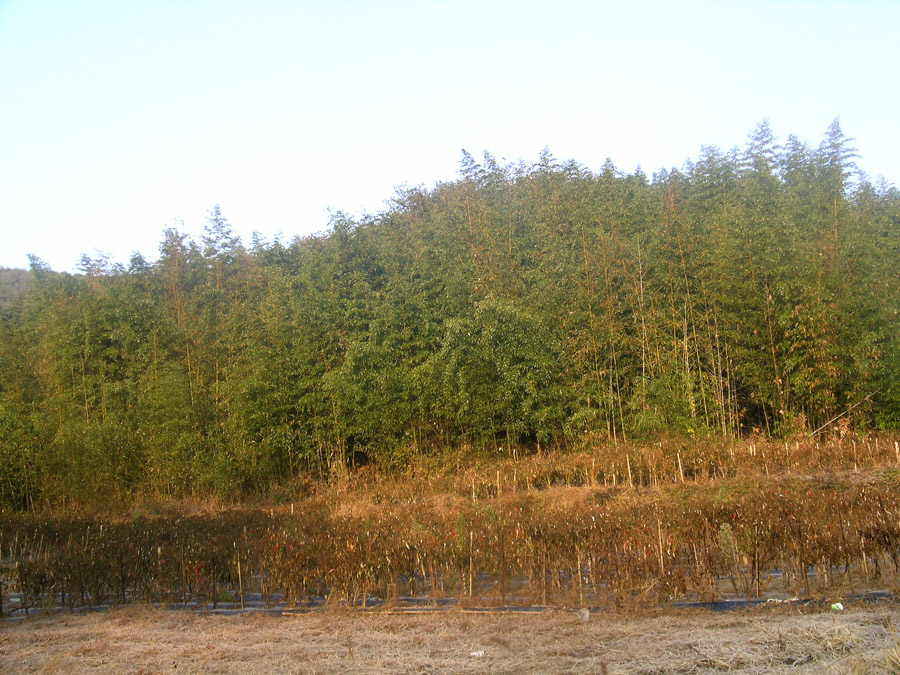 a26.jpg