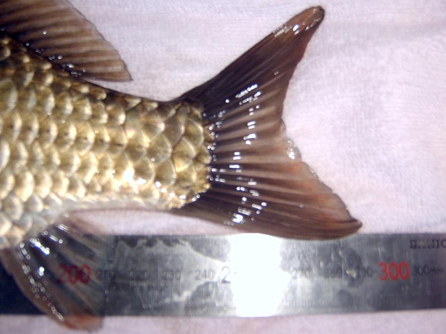 SV400029.JPG
