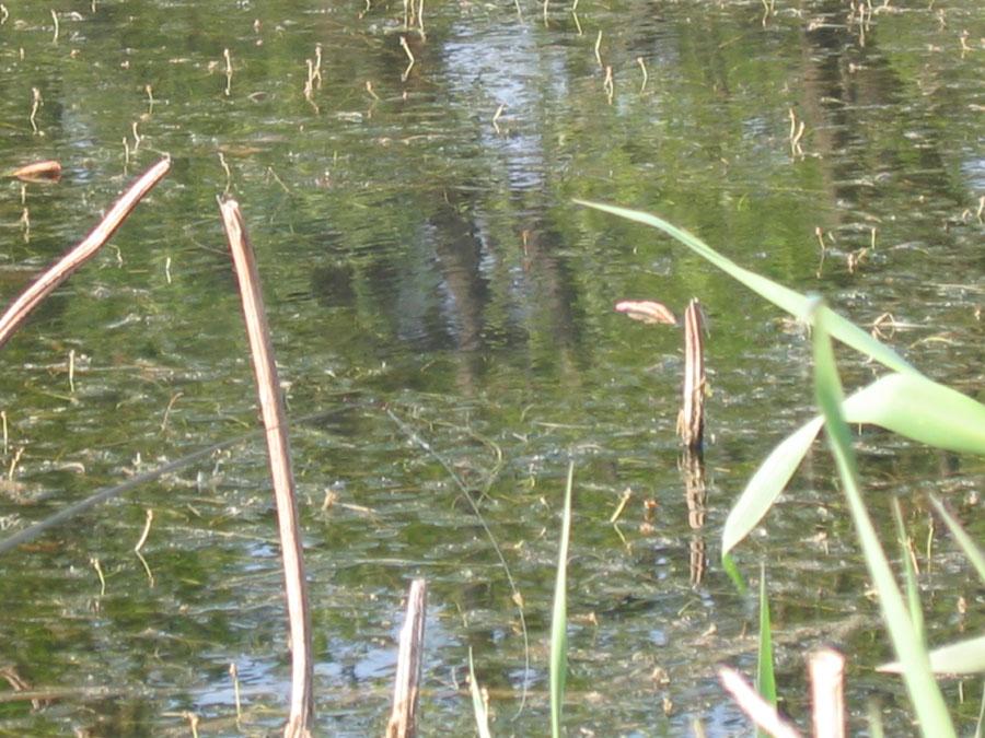 IMG_0638.jpg