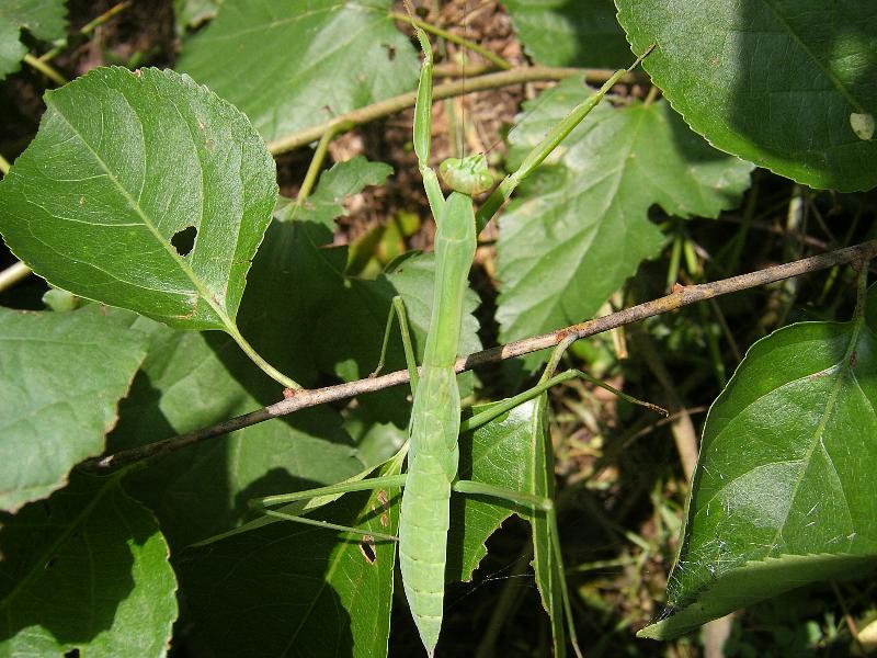 SA501007-26.JPG