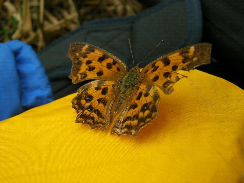 SA501251-29.JPG