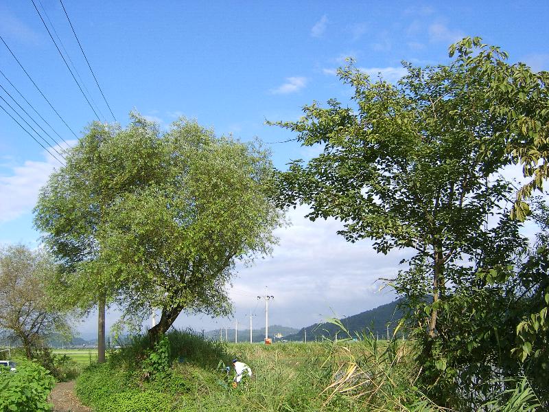 SA501336-29.JPG