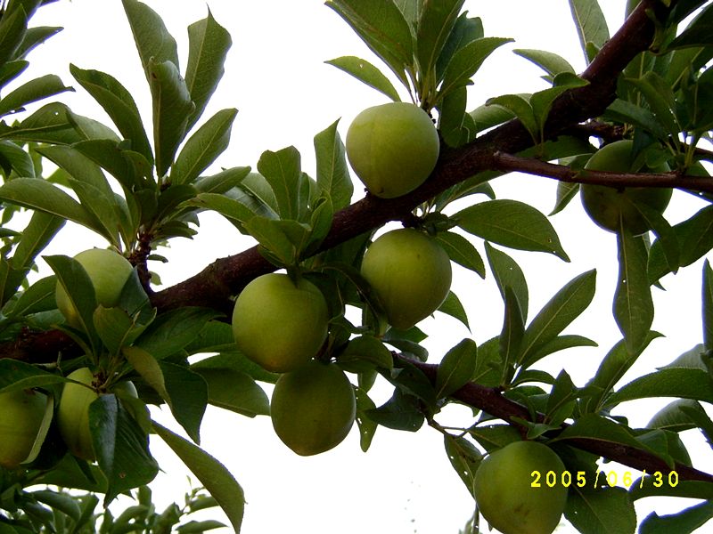 S4200187.JPG