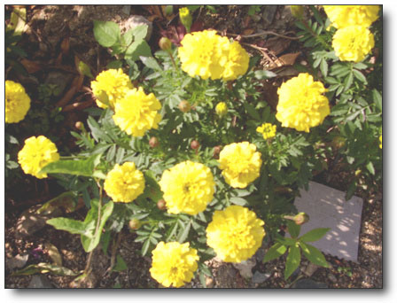 STA40431-3.jpg