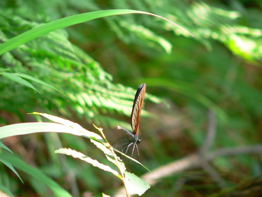photo%20153.jpg