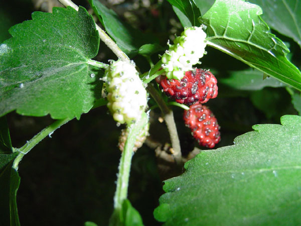 Dsc00879.jpg