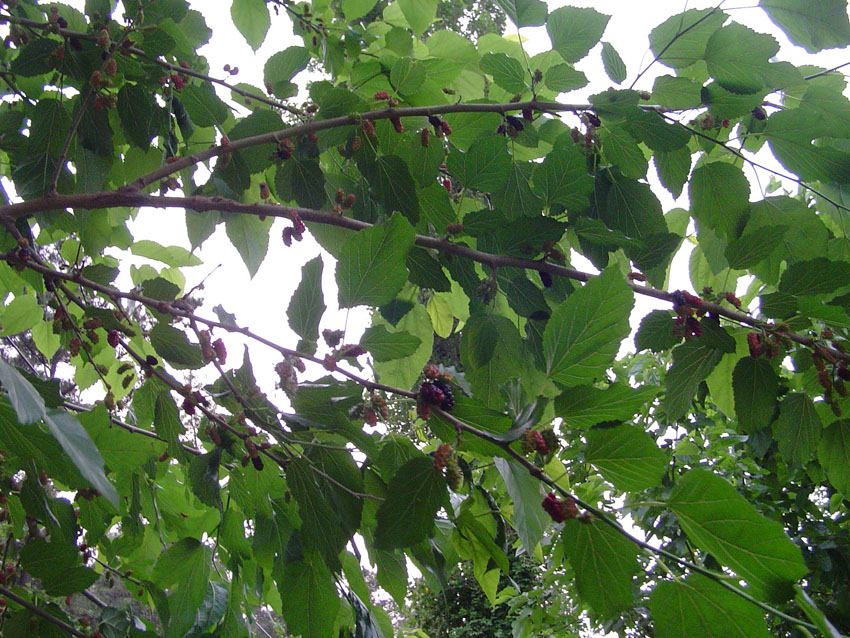 Dsc00880.jpg