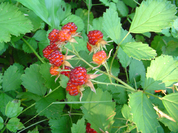 Dsc01120.jpg