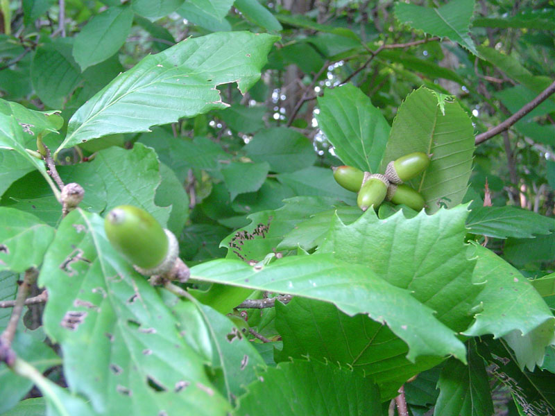 Dsc01346.jpg