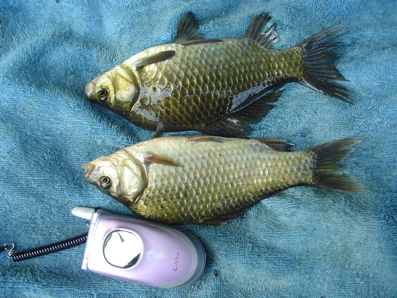 Dsc01348.jpg