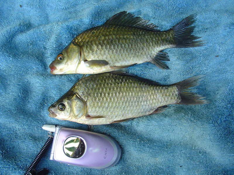 Dsc01350.jpg