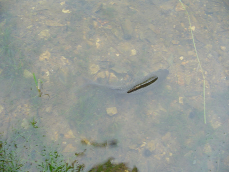 Dsc01376.jpg