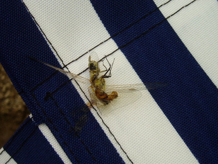 P6250067.jpg
