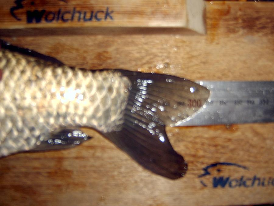 Sv400025.jpg