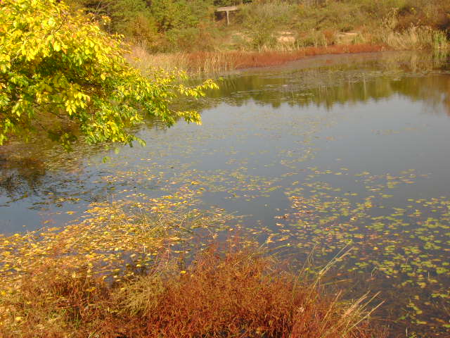 2008-10-16 006_closeup08291073.jpg