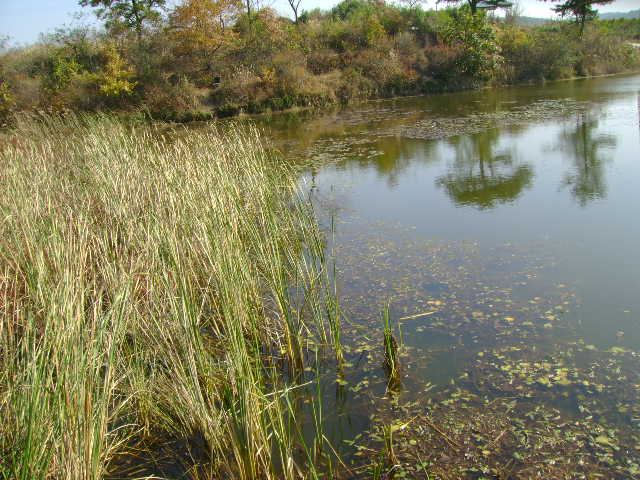 2008-10-16 009_closeup08292456.jpg