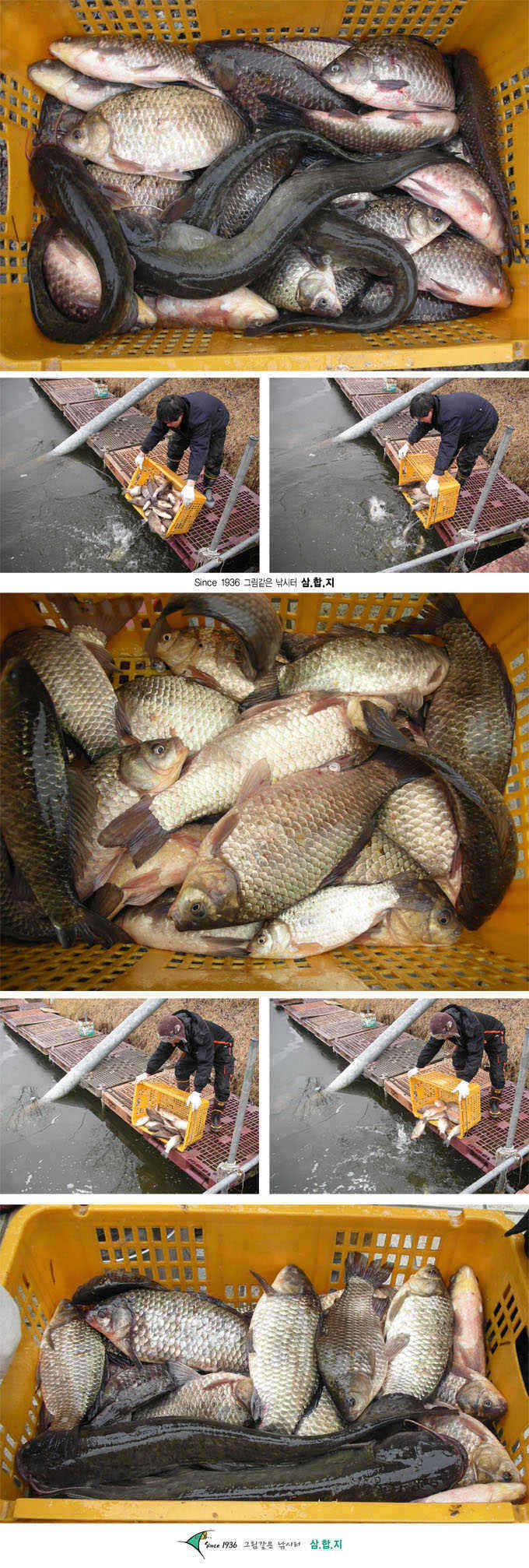 0213-3 copy_fish_pay11225140.jpg
