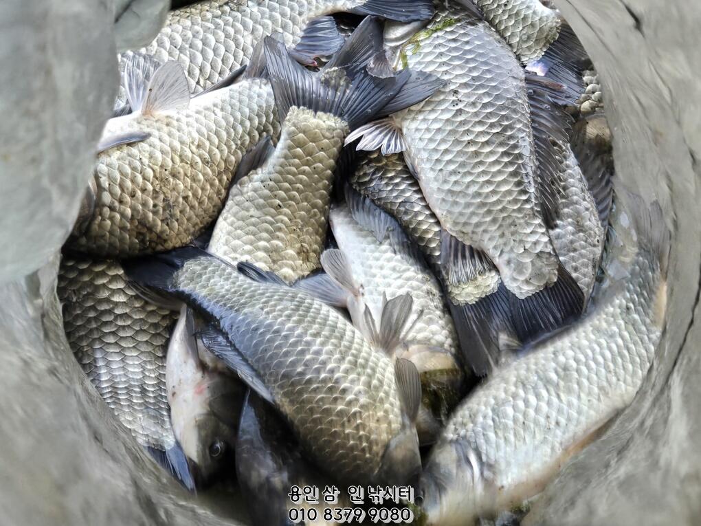 유료터정보 > 유료터점주조황 > 가깝고 물 좋고 경치 좋은 곳~~!!-용인삼인낚시터-