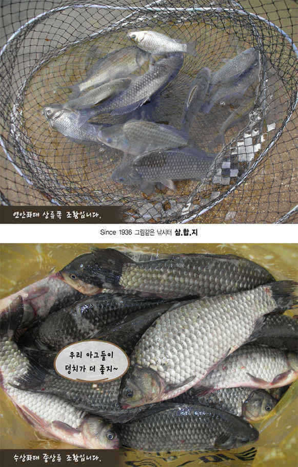 3-0309-2-2 copy_fish_pay03584220.jpg