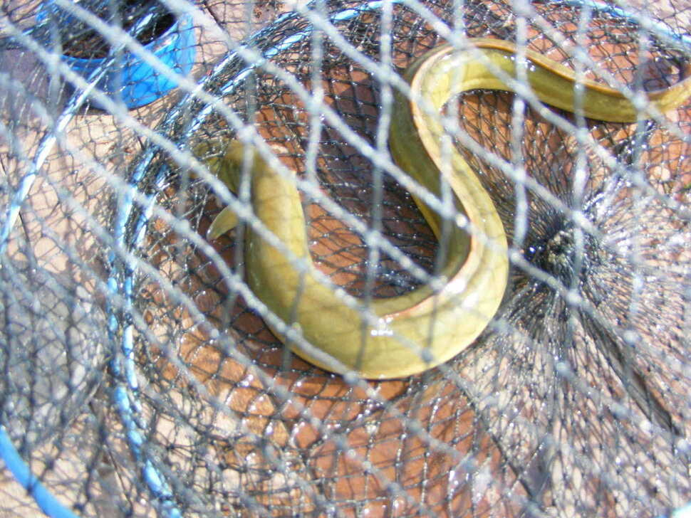 NW 290_fish_pay0232261.jpg