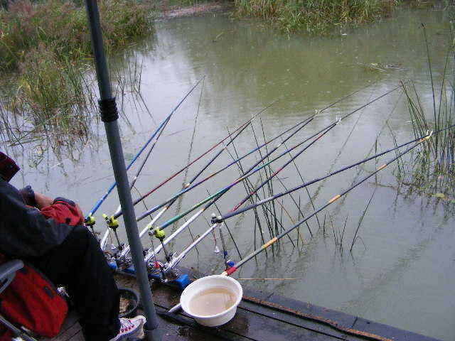 NW 599_fish_pay11070575.jpg