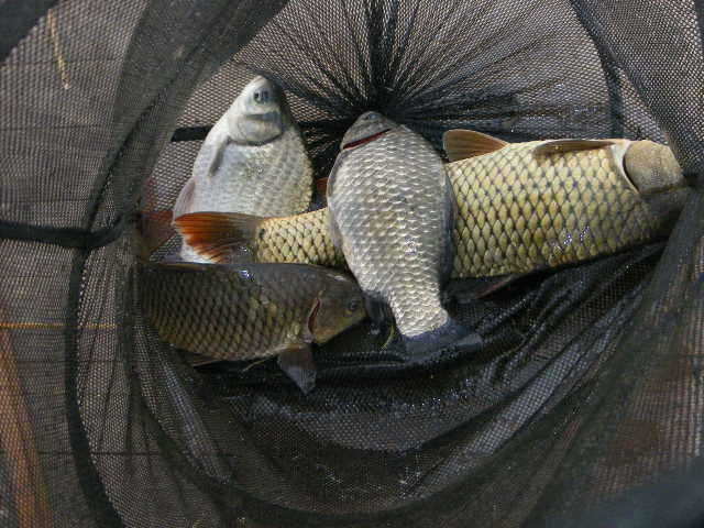 gak 112_fish_pay11400138.jpg