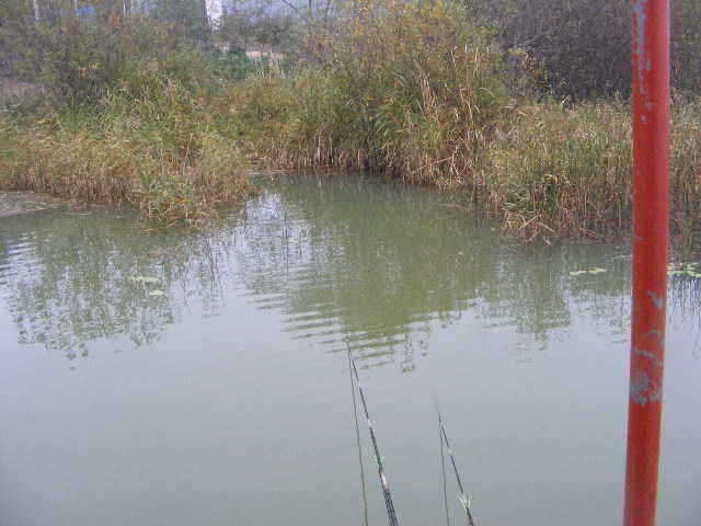 gak 123_fish_pay12414764.jpg