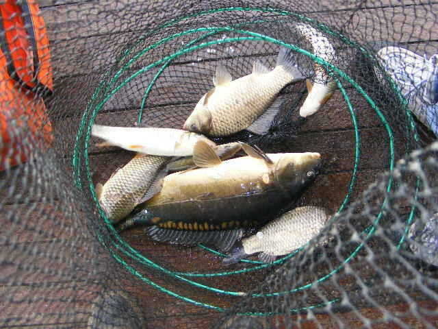 jjs 228_fish_pay11170054.jpg