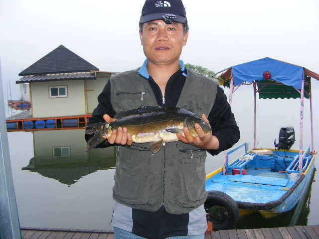 jjs 231_fish_pay111645100.jpg