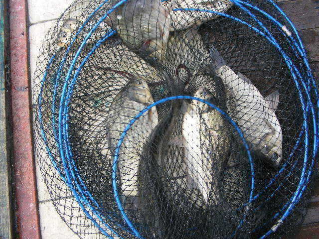 jjs 244_fish_pay11163126.jpg