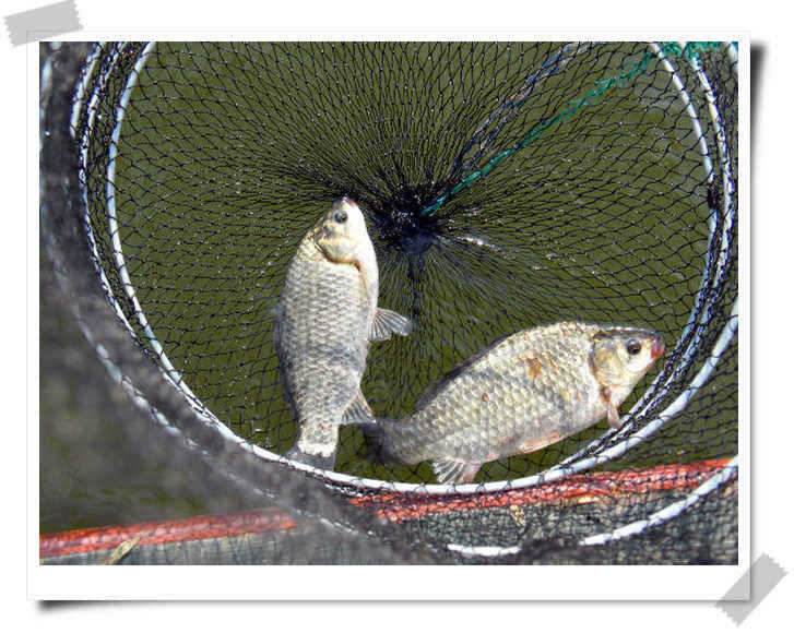 new 083_fish_pay043836100.jpg