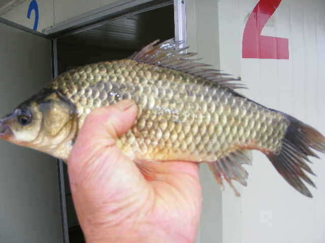 new 58662_fish_pay12585065.jpg