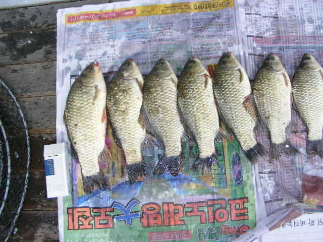 new 58667_fish_pay12581028.jpg