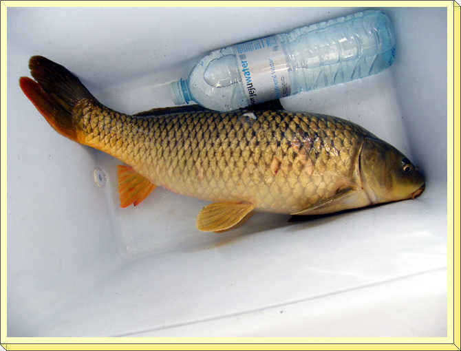 new 988_fish_pay03325039.jpg