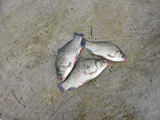 oh 030_fish_pay03233025.jpg