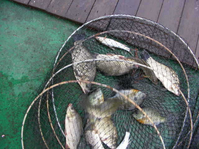 oh 034_fish_pay0322552.jpg