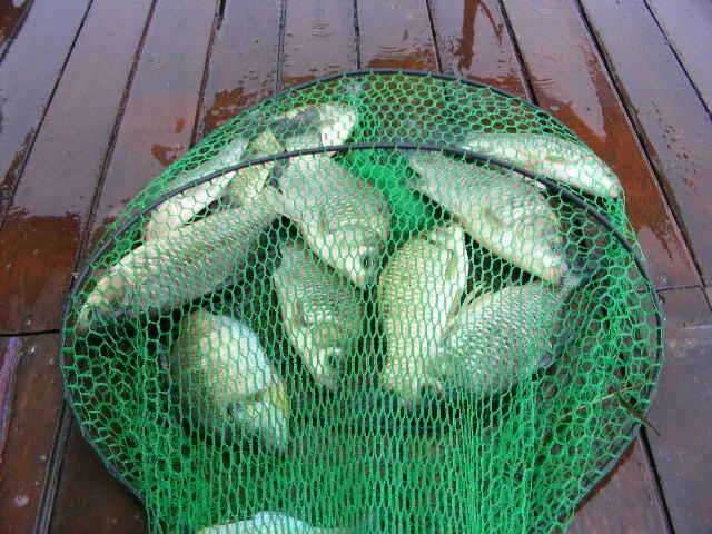 oh 065_fish_pay11573715.jpg