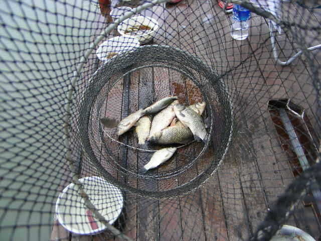 oh 086_fish_pay11052299.jpg