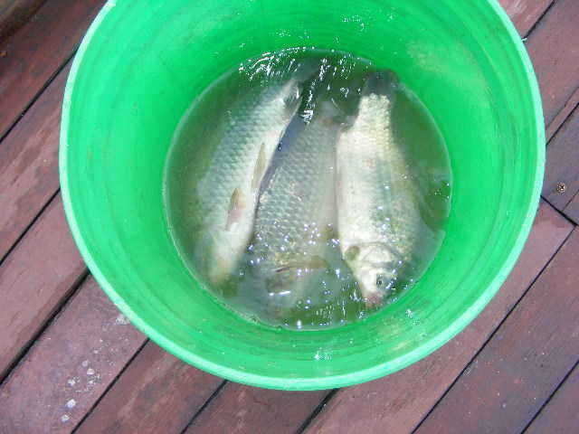 oh 237_fish_pay04541755.jpg