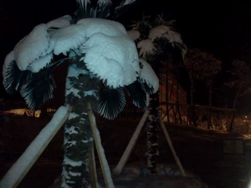 2011-01-01 00_freebd12442320.jpg