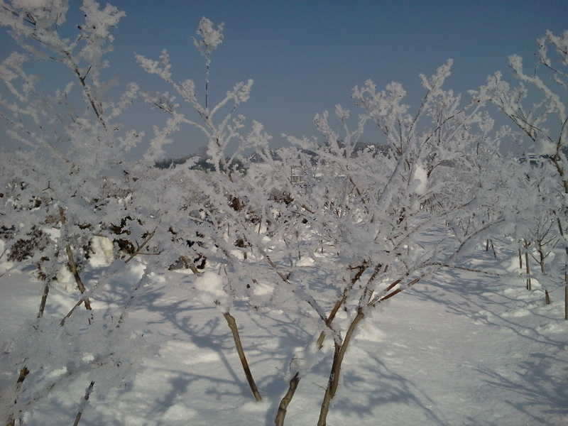 2011-01-02 11_freebd04234494.jpg