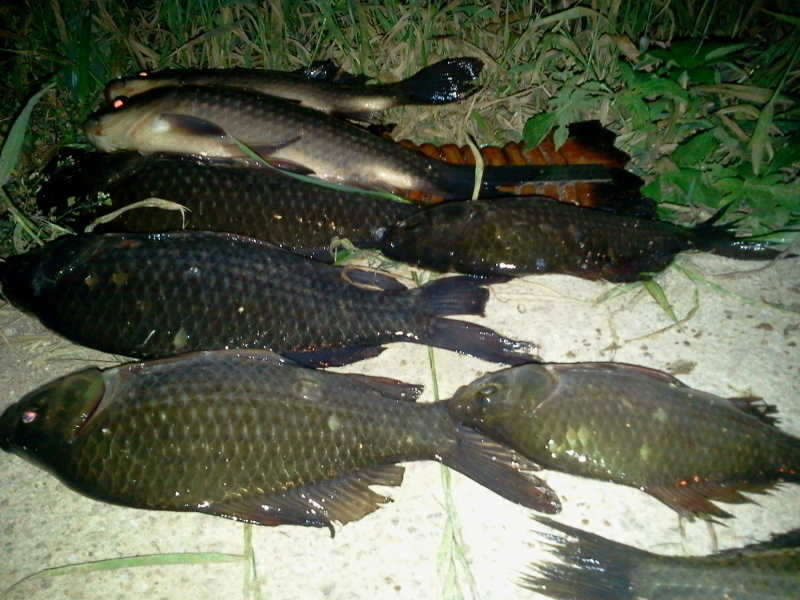 2011-05-29 01_freebd0834465.jpg