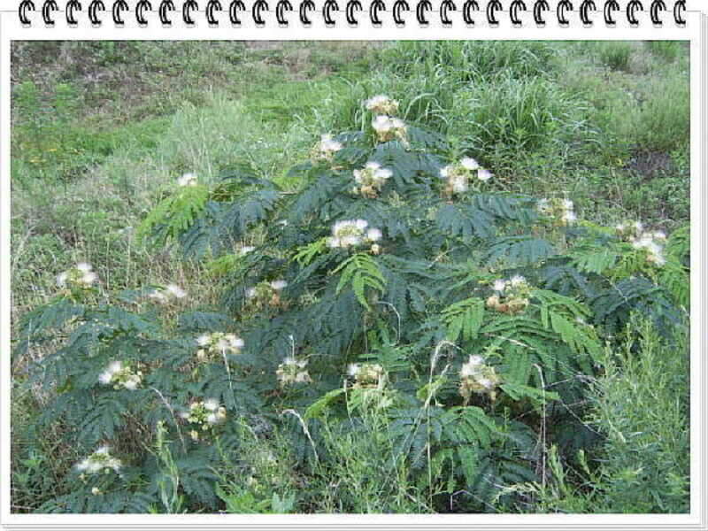 축소1경 축소1야생화_johwang1105