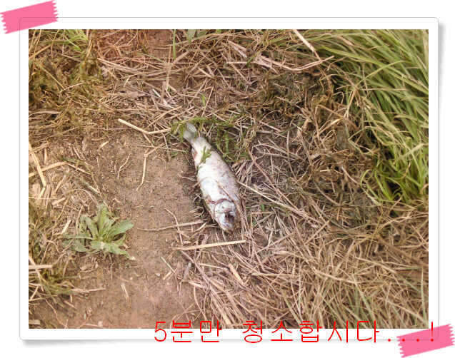 _다이붕어_johwang12004786.jpg
