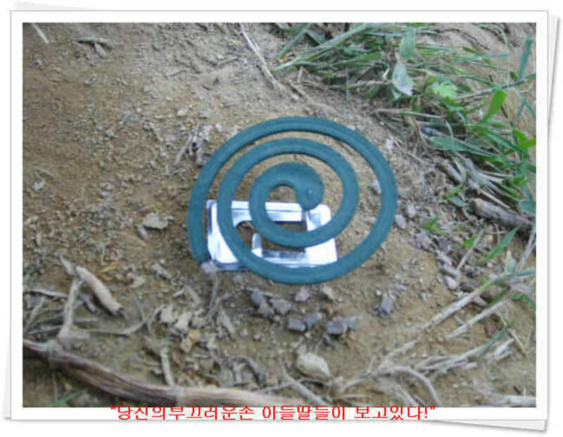 _모기향_johwang08130911.jpg