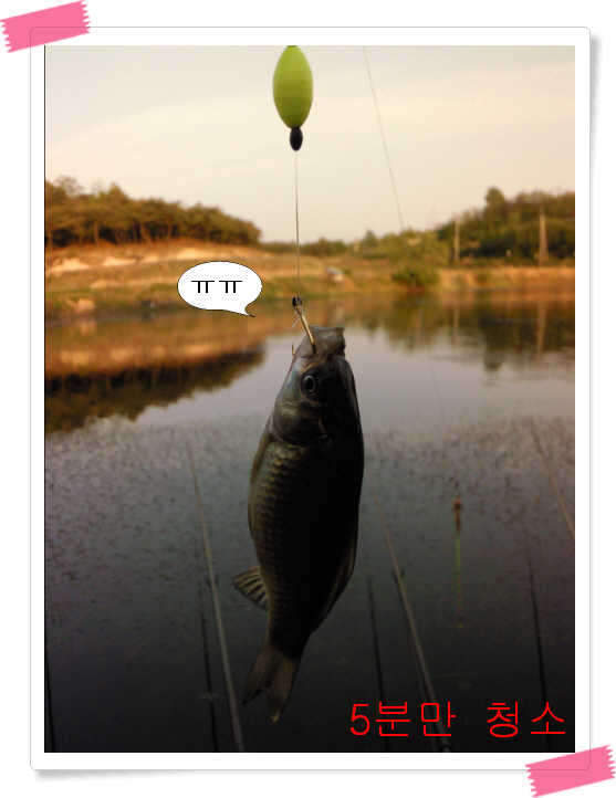 _붕어_johwang12030477.jpg