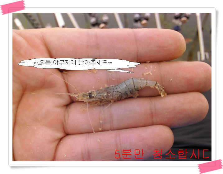 _새우_johwang11572670.jpg