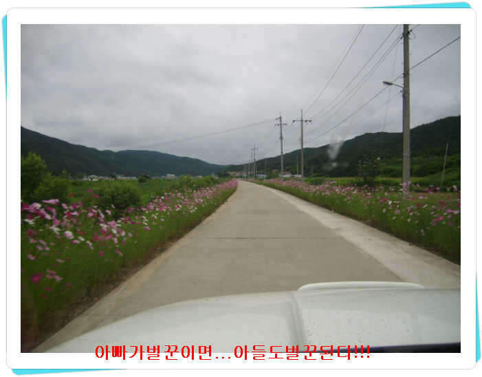 _효령코스모스길_johwang04015684.j